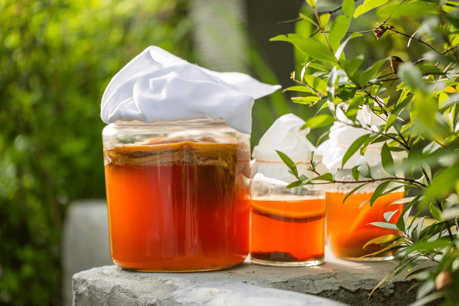 Kombucha – jak zrobić w domu napój z grzyba herbacianego? 3 niezawodne przepisy